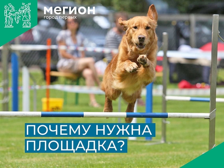 Будет ли площадка для выгула собак, зависит от нас. Будет ли площадка для выгула собак, зависит от нас.