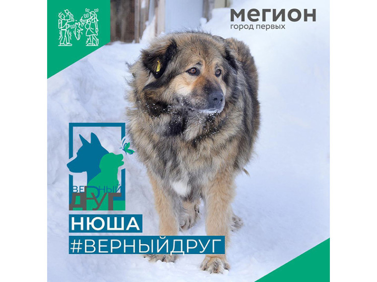 Плюшевая Нюша. Плюшевая Нюша.