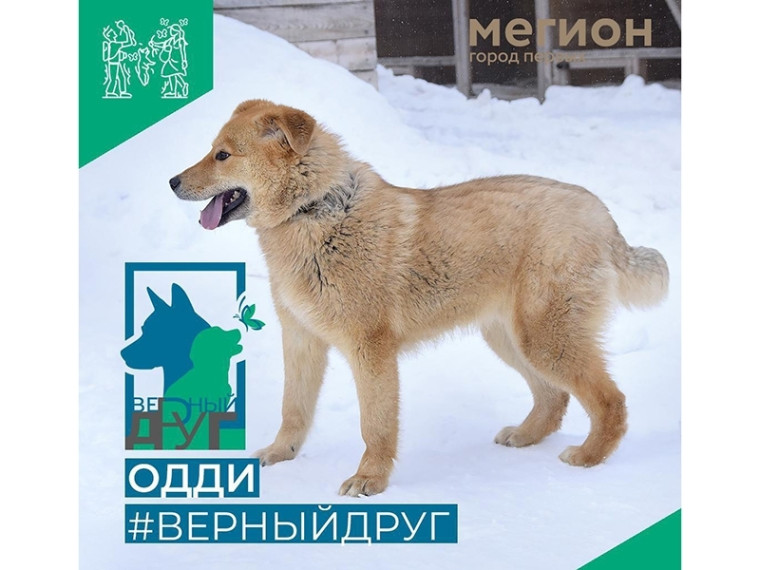 Дружелюбный и обаятельный Одди. Дружелюбный и обаятельный Одди.