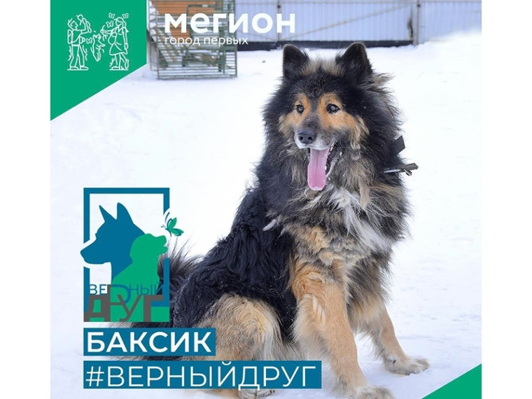Баксик, который принесет удачу. Баксик, который принесет удачу.
