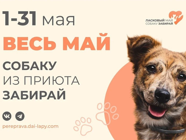 Акция в защиту животных «Ласковый май» продлится в Югре до 31 мая. Акция в защиту животных «Ласковый май» продлится в Югре до 31 мая.