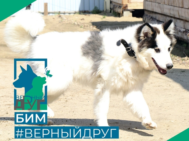 Красавец Бим завоюет любое сердце с первого взгляда. Красавец Бим завоюет любое сердце с первого взгляда.
