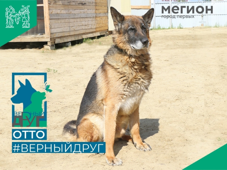 Отто – самый #ВерныйДруг. Отто – самый #ВерныйДруг.