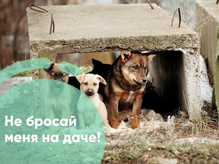 Информация согласно плану основных мероприятий окружной зоозащитной акции «Не бросай меня на даче». Информация согласно плану основных мероприятий окружной зоозащитной акции «Не бросай меня на даче».