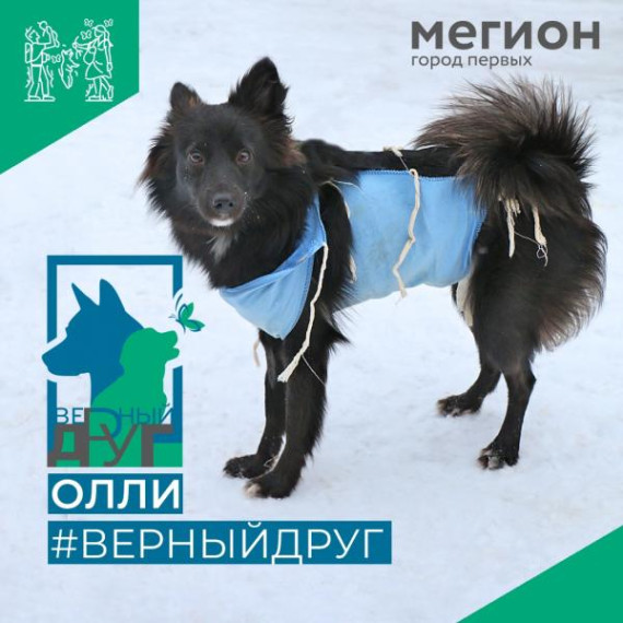 Малышка Олли, которая похожа на мини-колли. Да-да, имя ей дали в рифму. Малышка Олли, которая похожа на мини-колли. Да-да, имя ей дали в рифму.